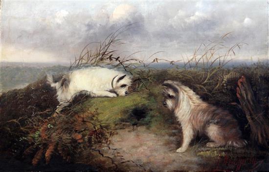 George Armfield (1808-1893) Terriers rabbiting signed, 16 x 24in., unframed